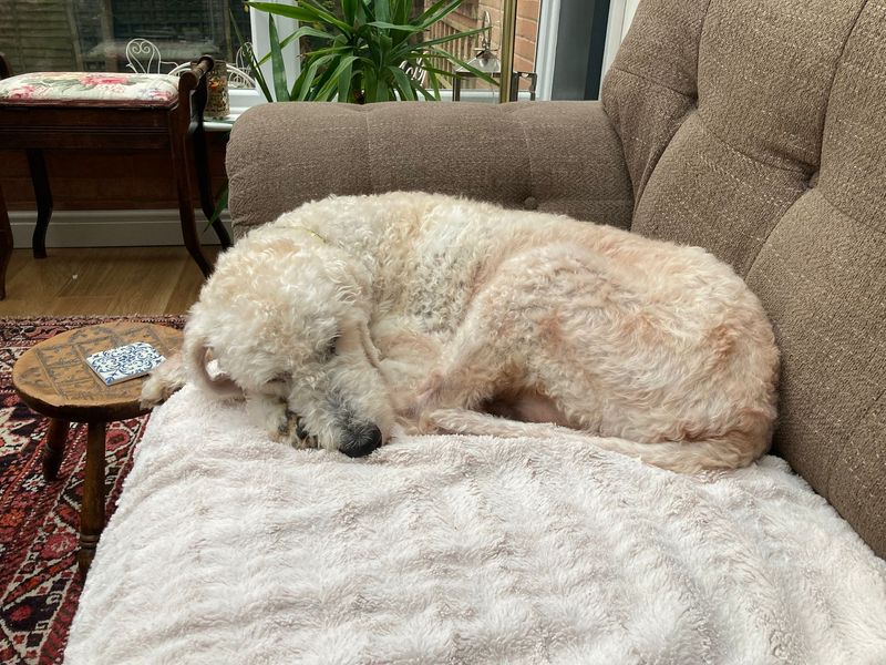 Poodle for adoption in Kenilworth, Warwickshire – 13 years old - Image 2 of 5