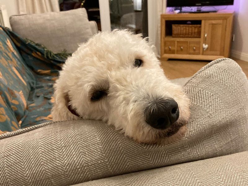 Poodle for adoption in Kenilworth, Warwickshire – 13 years old - Image 4 of 5