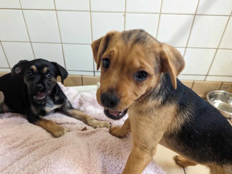 Jack Russell Terrier for adoption in Mid Glamorgan, Wales – 1 year old - Image 1 of 4