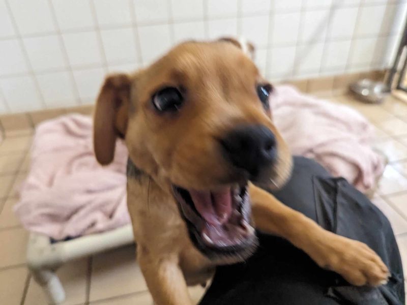 Jack Russell Terrier for adoption in Mid Glamorgan, Wales – 1 year old - Image 3 of 4