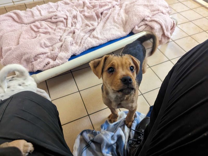 Jack Russell Terrier for adoption in Mid Glamorgan, Wales – 1 year old - Image 4 of 4