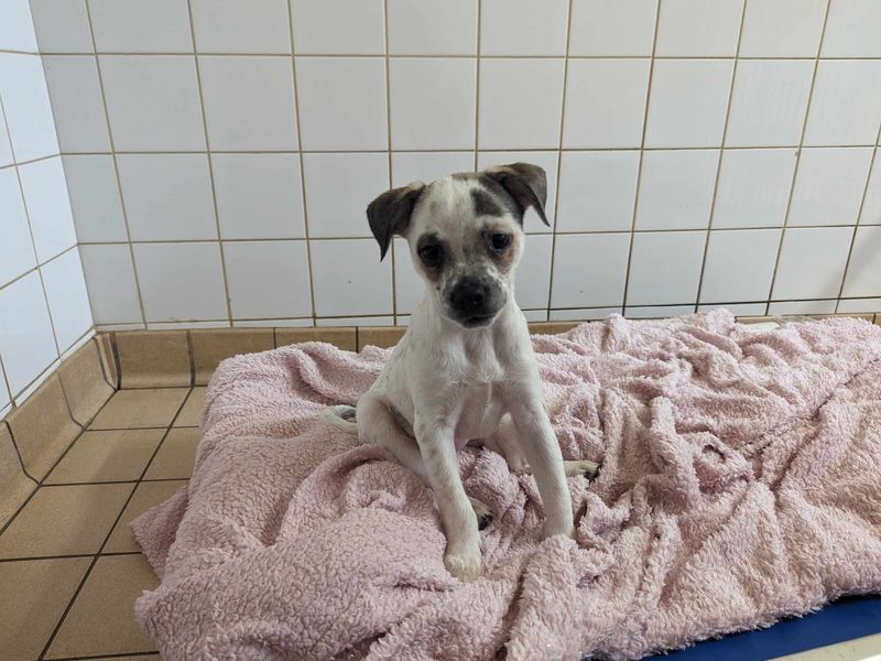 Jack Russell for adoption in Mid Glamorgan, Wales – 11 months old - Image 2 of 4