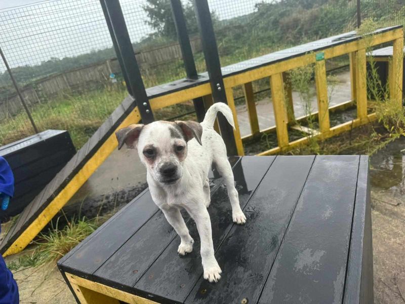 Jack Russell for adoption in Mid Glamorgan, Wales – 11 months old - Image 1 of 4