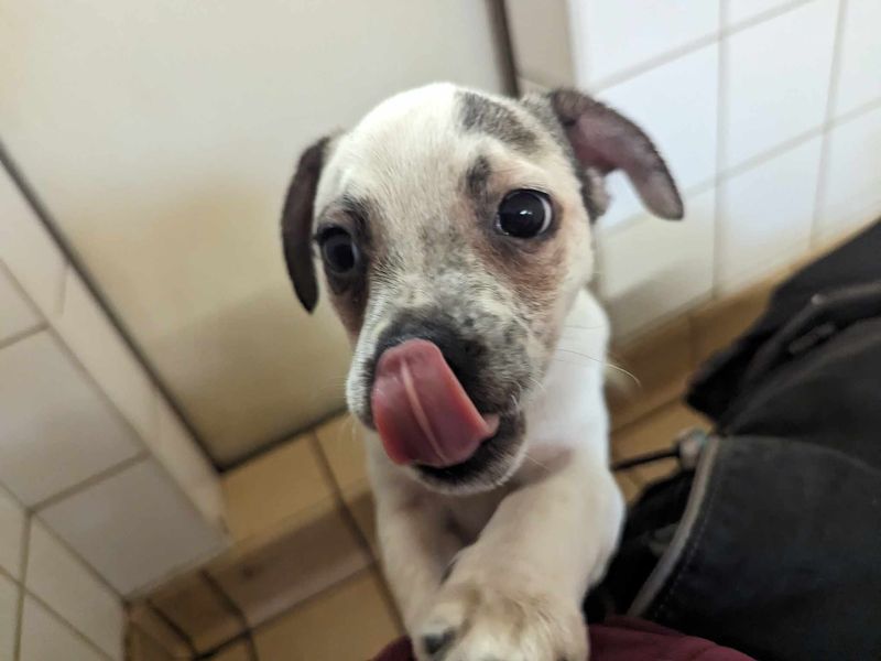 Jack Russell for adoption in Mid Glamorgan, Wales – 11 months old - Image 4 of 4