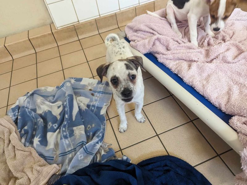 Jack Russell for adoption in Mid Glamorgan, Wales – 11 months old - Image 3 of 4