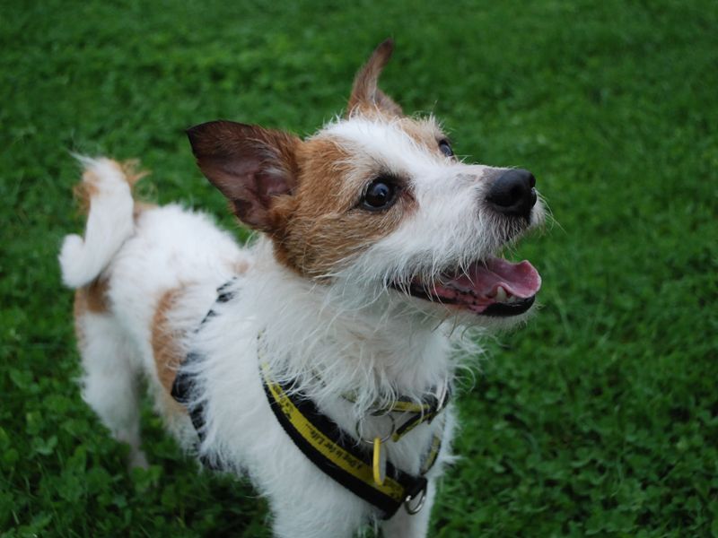 Jack Russell for adoption in Newbury, Berks – 3 years old - Image 2 of 6