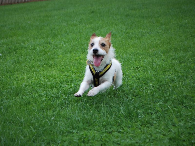 Jack Russell for adoption in Newbury, Berks – 3 years old - Image 3 of 6