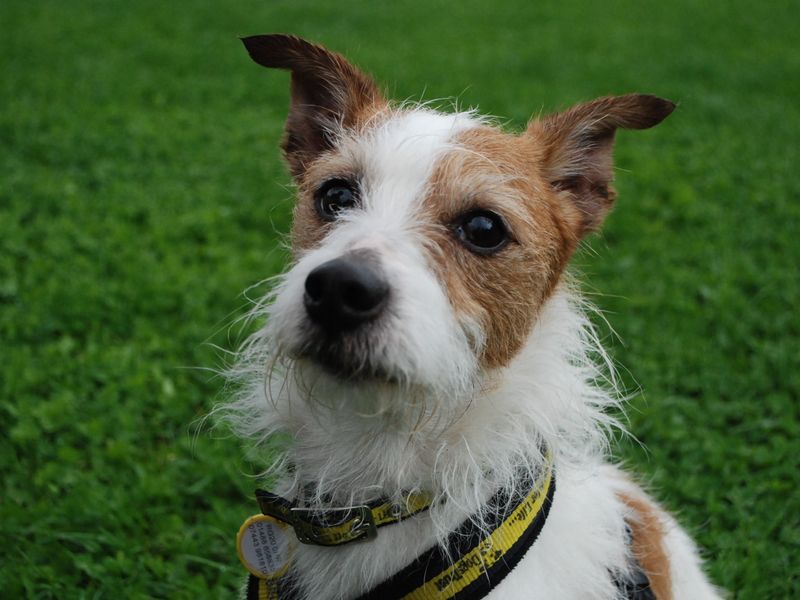 Jack Russell for adoption in Newbury, Berks – 3 years old - Image 6 of 6