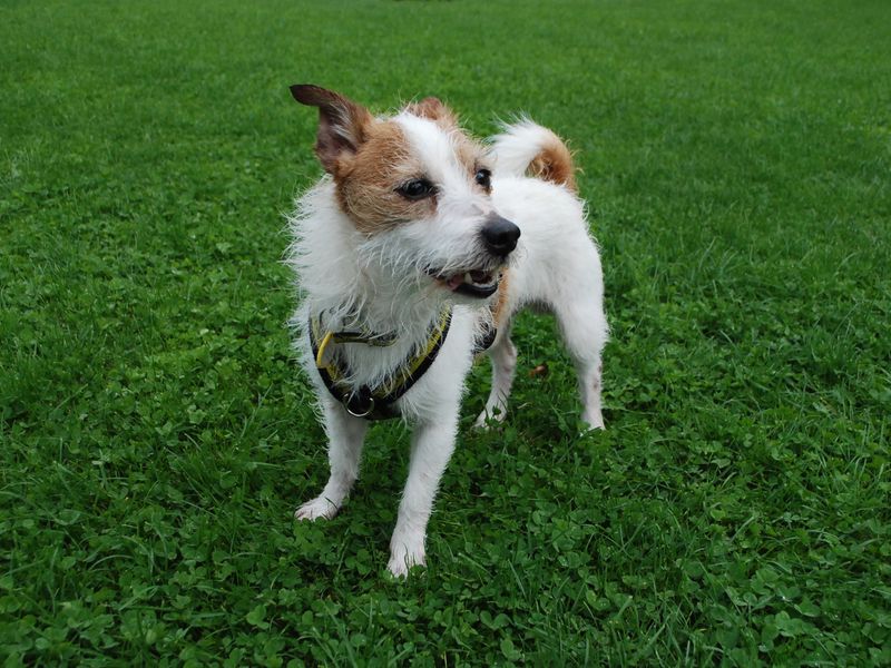 Jack Russell for adoption in Newbury, Berks – 3 years old - Image 1 of 6