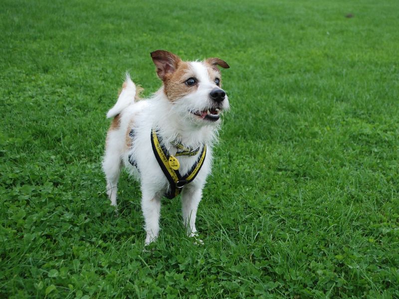 Jack Russell for adoption in Newbury, Berks – 3 years old - Image 4 of 6