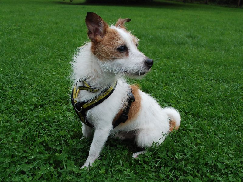 Jack Russell for adoption in Newbury, Berks – 3 years old - Image 5 of 6