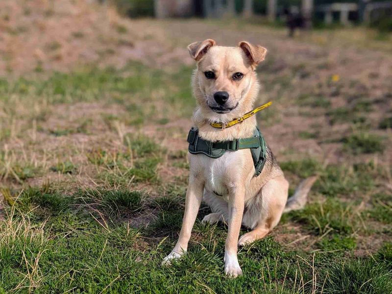 Jack Russell for adoption in Cardiff, Glamorgan – 11 months old - Image 4 of 5