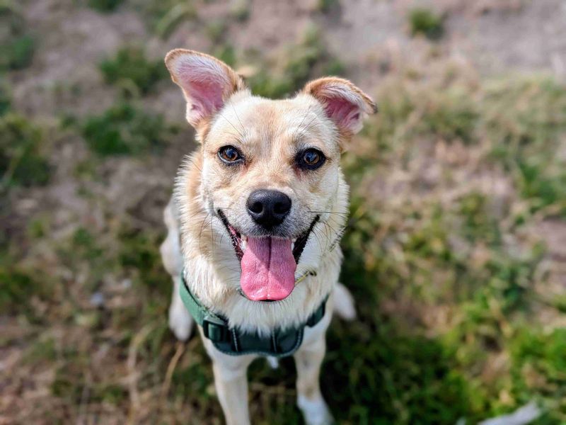 Jack Russell for adoption in Cardiff, Glamorgan – 11 months old - Image 2 of 5