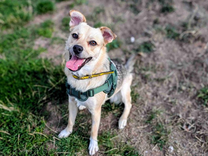 Jack Russell for adoption in Cardiff, Glamorgan – 11 months old - Image 5 of 5