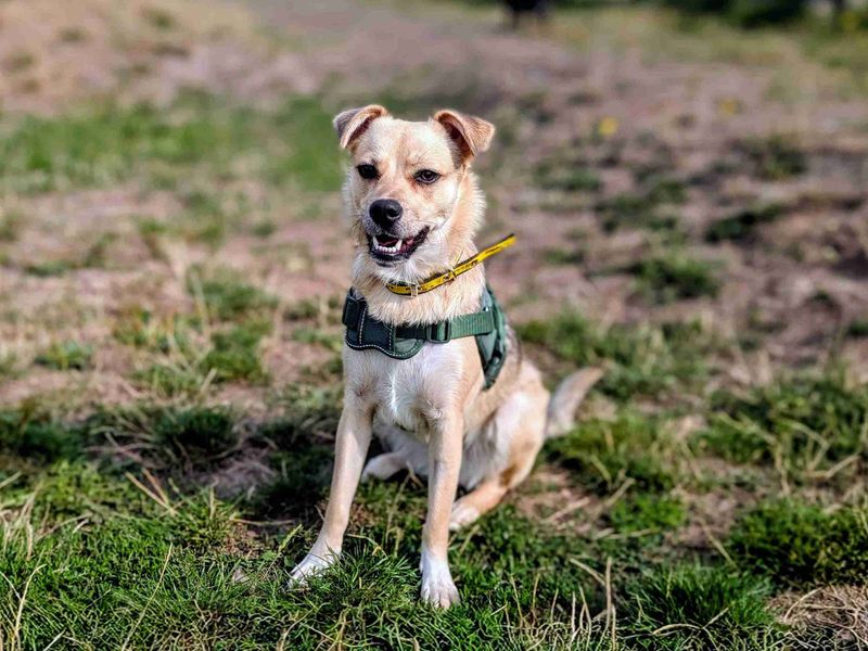 Jack Russell for adoption in Cardiff, Glamorgan – 11 months old