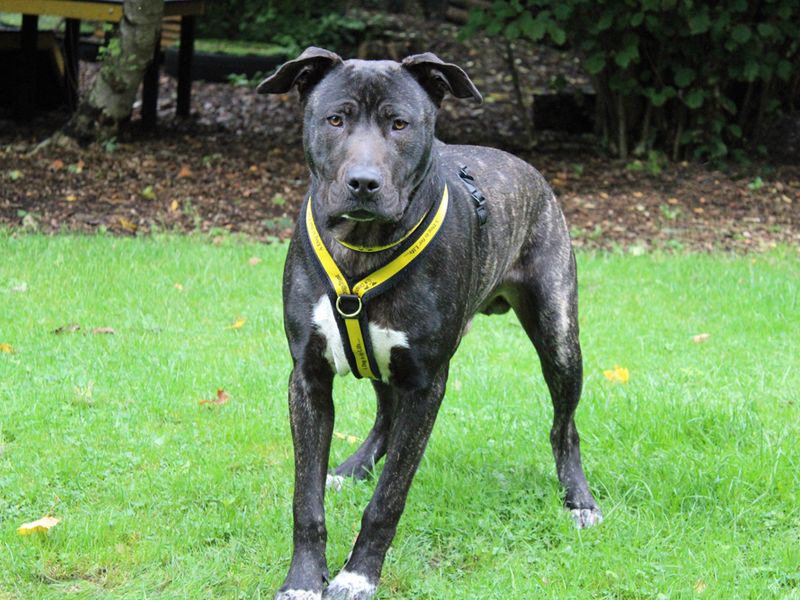 Baxter - Image 2 of 3