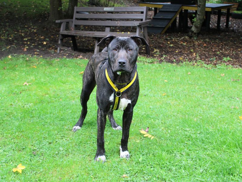 Mastiff for adoption in Liverpool, Merseyside – 2 years old