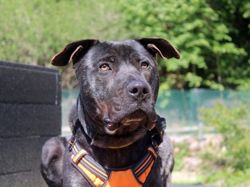 undefined | Mastiff Cross | undefined - 4