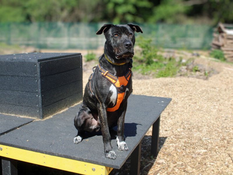 undefined | Mastiff Cross | undefined - 3