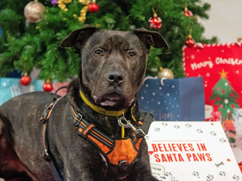 Baxter | Mastiff Cross | Merseyside (Liverpool) - 1