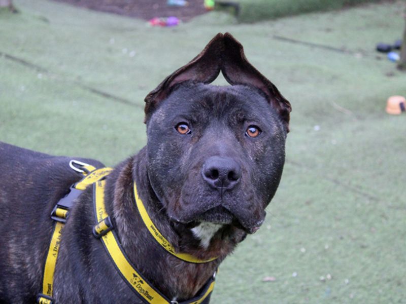 undefined | Mastiff Cross | undefined - 7