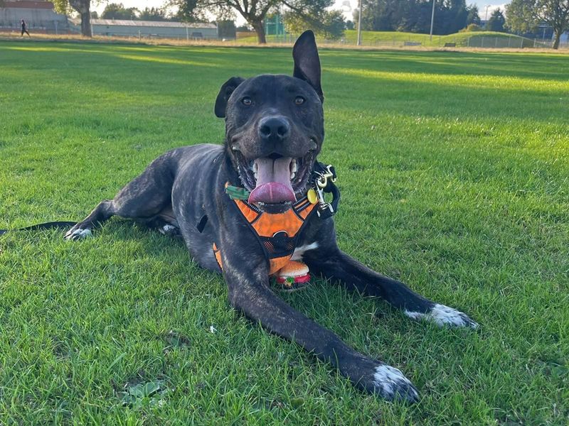 Baxter | Mastiff Cross | Merseyside (Liverpool) - 3