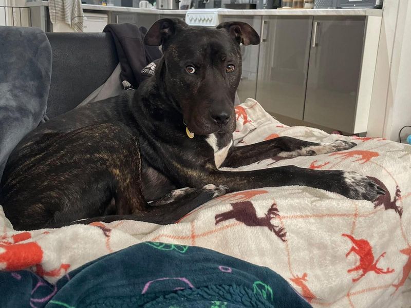 Baxter | Mastiff Cross | Merseyside (Liverpool) - 7