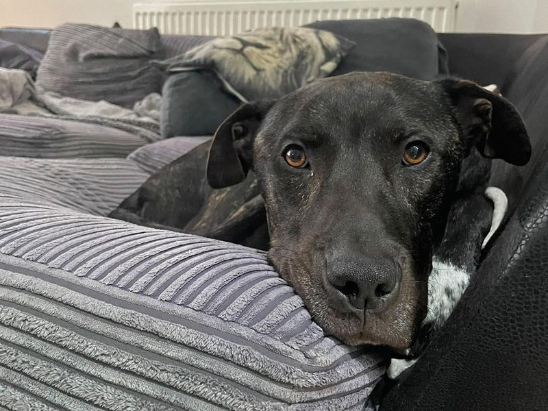Baxter | Mastiff Cross | Merseyside (Liverpool) - 2