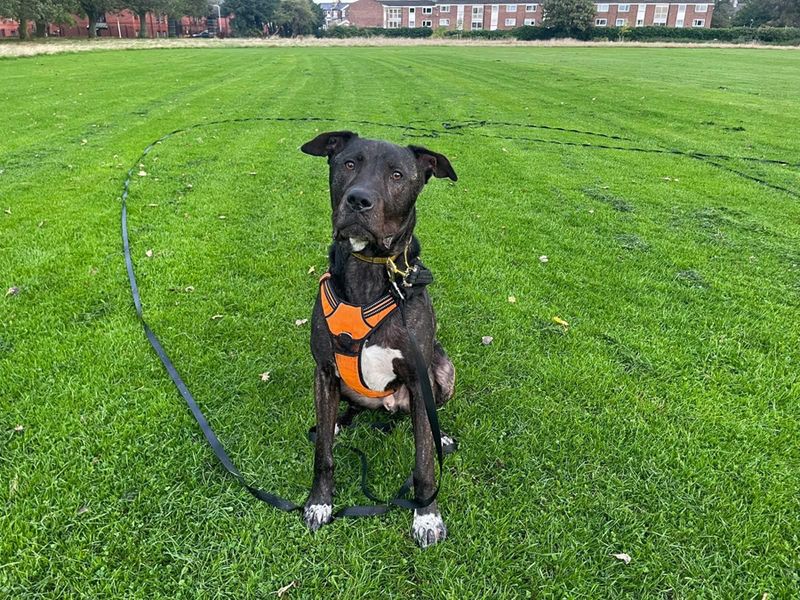 Baxter | Mastiff Cross | Merseyside (Liverpool) - 1