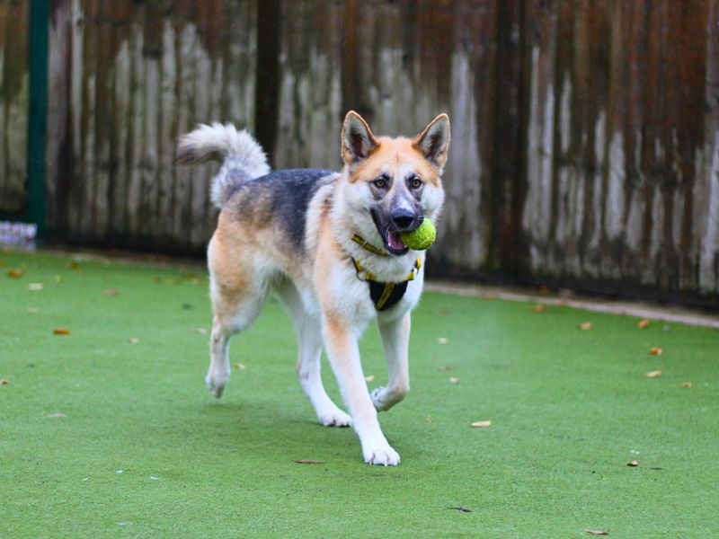 German Shepherd for adoption in Manchester, Greater Manchester – 1 year old