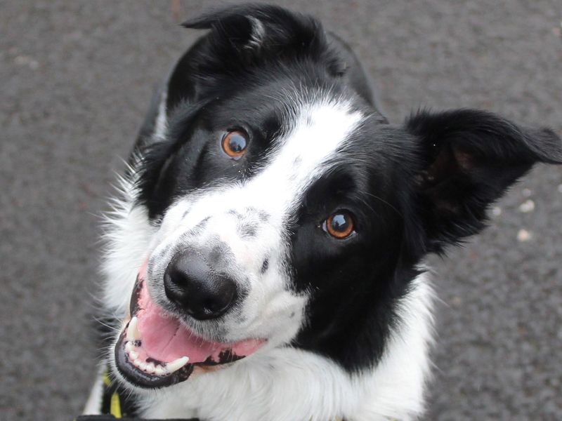 Border Collie for adoption in Liverpool, Merseyside – 4 years old - Image 3 of 3
