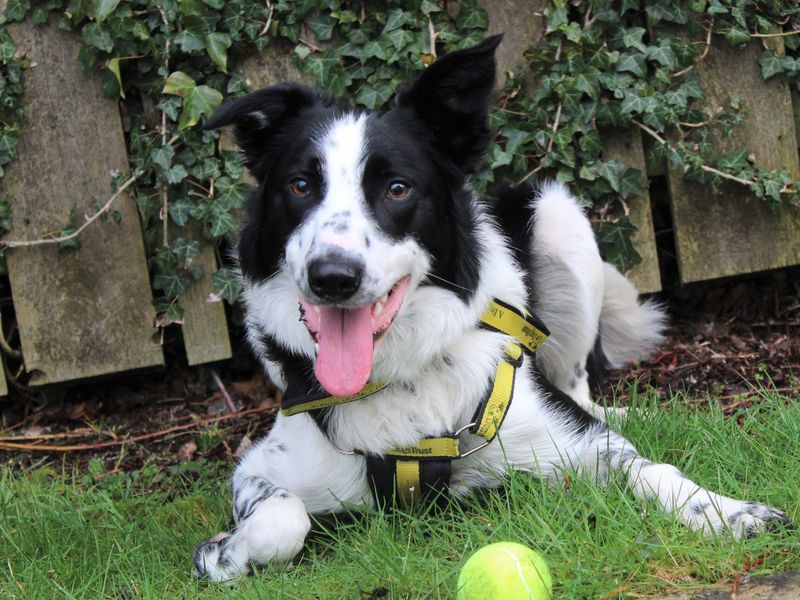 Border Collie for adoption in Liverpool, Merseyside – 4 years old - Image 1 of 3