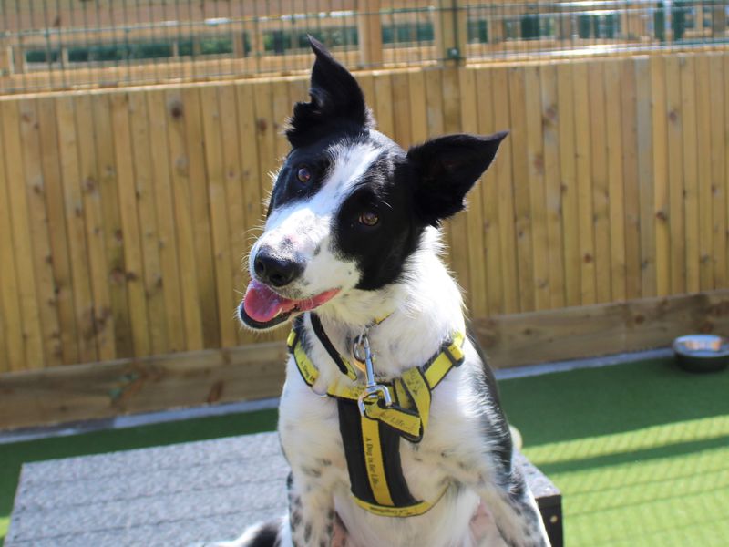 Border Collie for adoption in Liverpool, Merseyside – 4 years old - Image 2 of 3