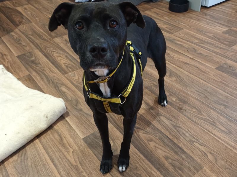 American Bulldog for adoption in Telford, Shropshire – 4 years old - Image 3 of 3