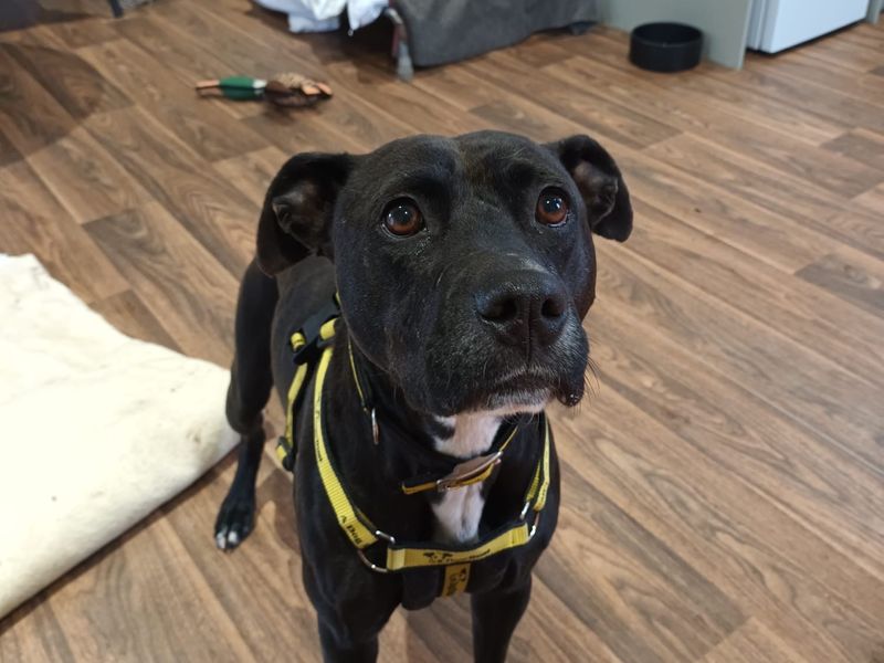 American Bulldog for adoption in Telford, Shropshire – 4 years old - Image 2 of 3