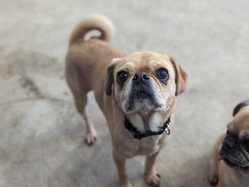 Pug for adoption in Mid Glamorgan, Wales – 8 years old - Image 2 of 2