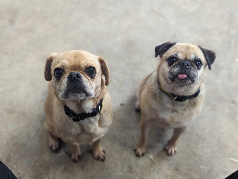 Pug for adoption in Mid Glamorgan, Wales – 8 years old - Image 1 of 2