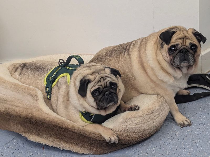 Dolly & Chloe | Pug | Leeds - 1