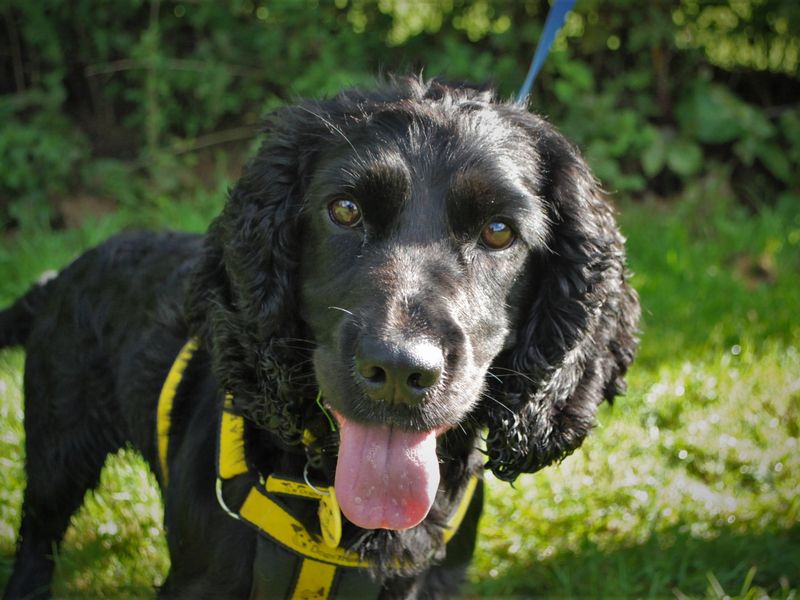 Cocker Spaniel for adoption in Newbury, Berks – 4 years old - Image 2 of 5