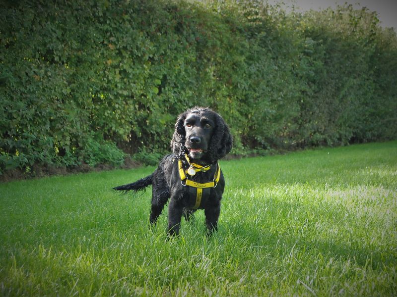 Cocker Spaniel for adoption in Newbury, Berks – 4 years old - Image 3 of 5