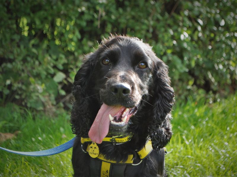Cocker Spaniel for adoption in Newbury, Berks – 4 years old - Image 1 of 5