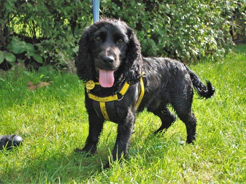 Cocker Spaniel for adoption in Newbury, Berks – 4 years old - Image 4 of 5