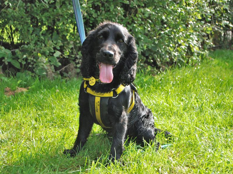 Cocker Spaniel for adoption in Newbury, Berks – 4 years old - Image 5 of 5