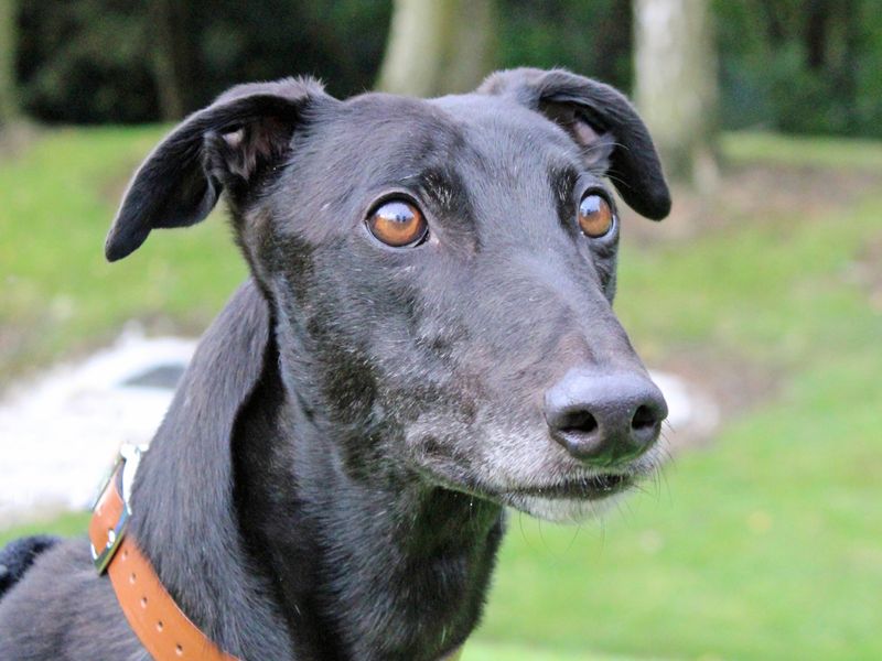 Ollie for sale in Liverpool, Merseyside - Image 2