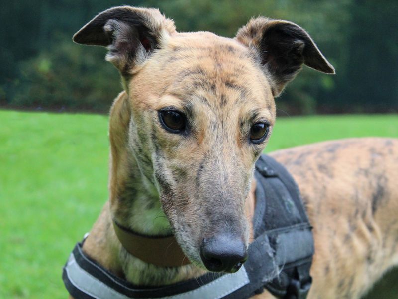 Greyhound for adoption in Liverpool, Merseyside – 3 years old - Image 2 of 3