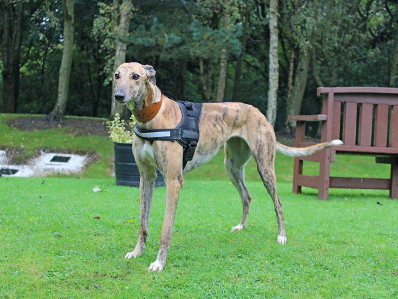 Greyhound for adoption in Liverpool, Merseyside – 3 years old - Image 3 of 3
