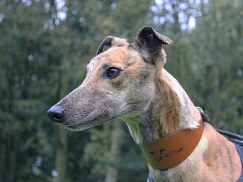 Greyhound for adoption in Liverpool, Merseyside – 3 years old - Image 1 of 3