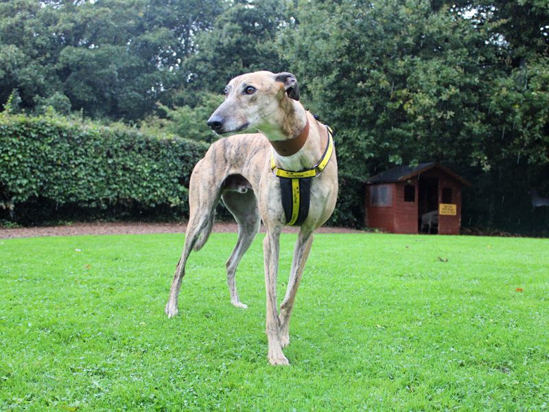 Simba for sale in Liverpool, Merseyside - Image 1