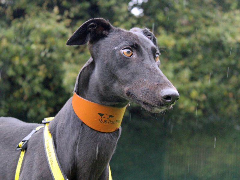Greyhound for adoption in Liverpool, Merseyside – 3 years old - Image 3 of 3