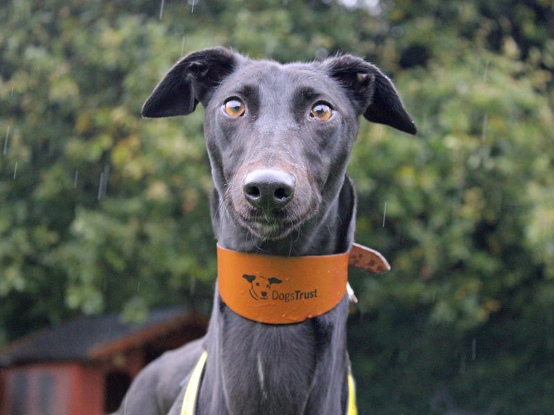 Greyhound for adoption in Liverpool, Merseyside – 3 years old - Image 2 of 3
